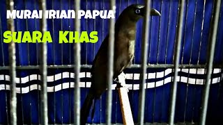 Download lagu SUARA KHAS BURUNG MURAI IRIAN PAPUA mp3
