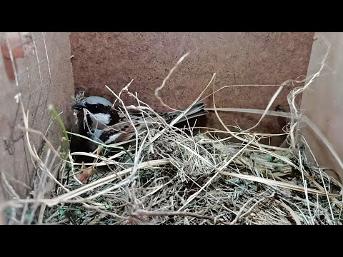 Day 4 "Crafting Home: Sparrowbird Nest Building Timelapse 🐦🏠