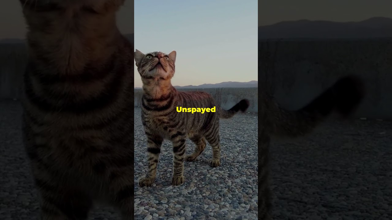 Why Is My Cat Meowing So Much? 🐱