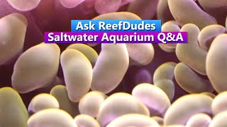 Ask ReefDudes live Saltwater Aquarium Q&A