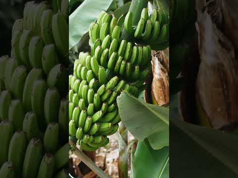 Gramalotal se fortalece como nodo comercial con nueva plaza de mercado en #Beltrán