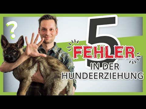 Vermeide diese 5 FEHLER in der Hundeerziehung