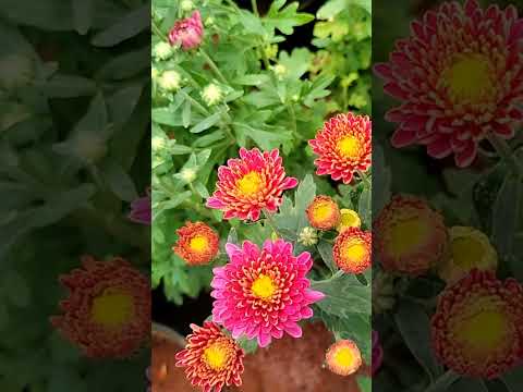 samanthi #6374934601 #nature #flowerplants #trending #agriculture