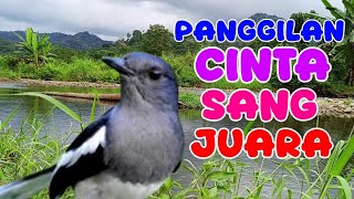 Download lagu PANCINGAN KACER; panggilan cinta sang betina, pejantan langsung nyaut mp3 Download lagu PANCINGAN KACER; panggilan cinta sang betina, pejantan langsung nyaut mp3