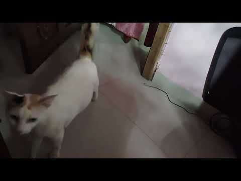 Veshannu valaja kunje