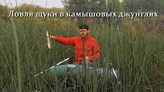 Ловля щуки зимой в тростнике