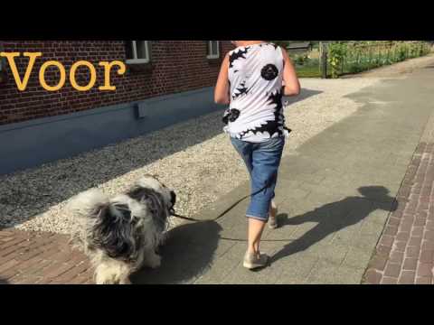 privé training - Hondenschool Kersten