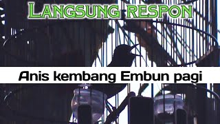 Download lagu Anis kembang gacor pagi hari, pancingan anis kembang biar bunyi mp3