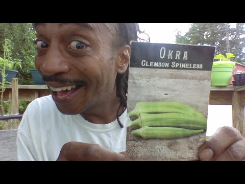GROW OKRA IN CONTAINERS - HOW TO START FROM SEED TO HARVEST IN JULY - Gardening For Beginners 2020