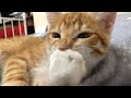 Cat Bites Her Fingers Like Babies Then Gets Embarrassed About It