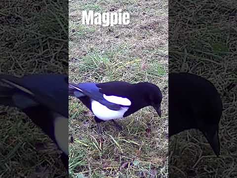 Raven, Crow & Magpie in Harmony | Wild Corvids Foraging Together in the Grasslands #wildlife #cute
