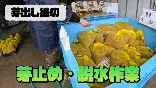 【播種】芽出し後の芽止め・脱水作業！【盈科】