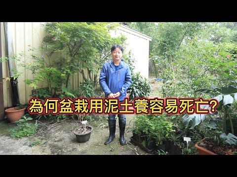 盆栽要