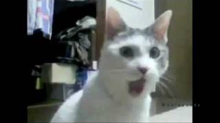 Kitten Wearing A Tiny Hat OMG Cat