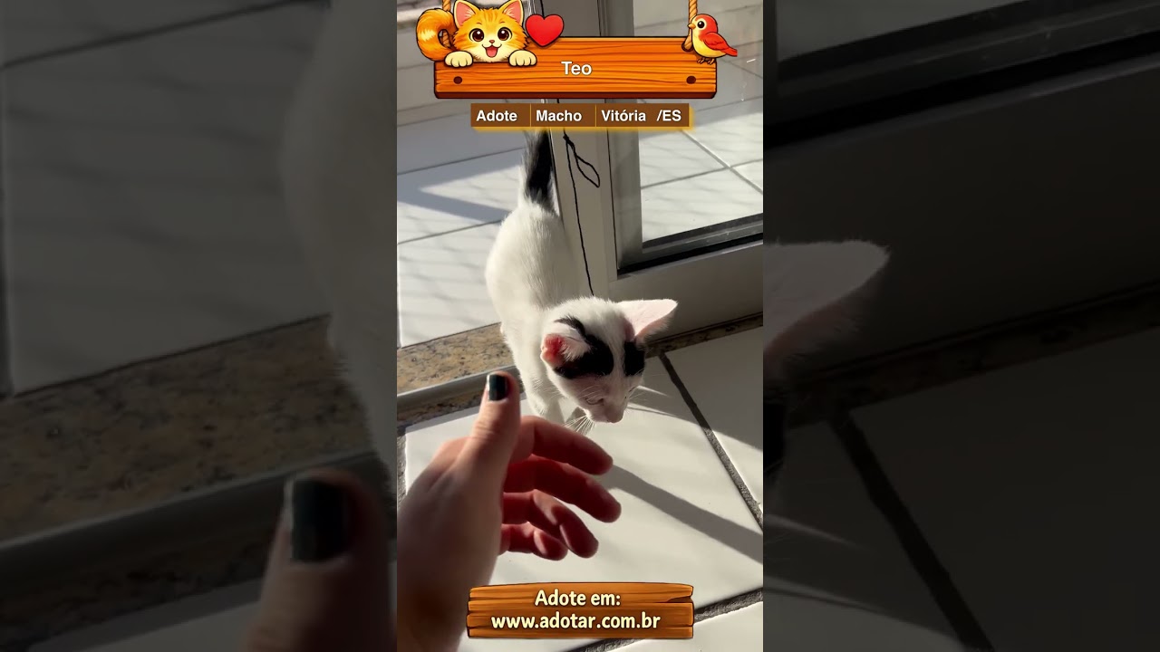 Gato raça SRD-ViraLata idade 4 anos nome Teo