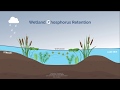 How Wetlands Work