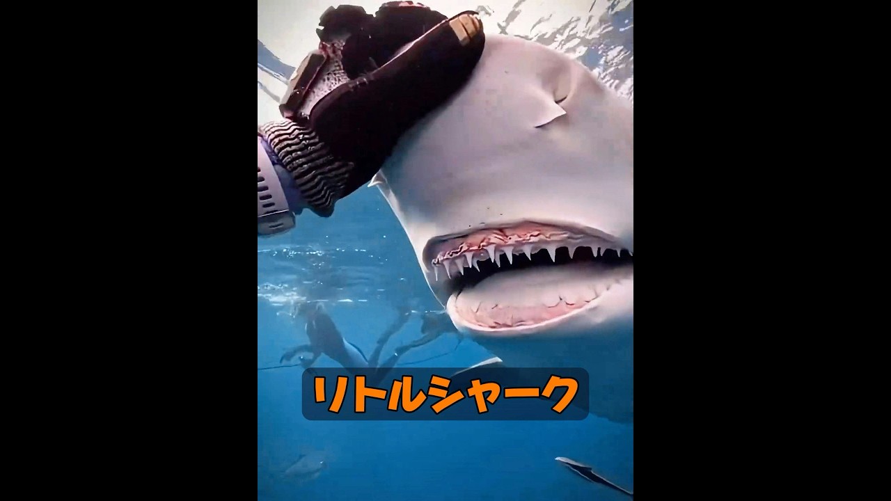 サメはどれくらい賢いのか？ #animals #動物 #癒し