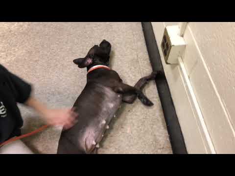 GLENNY will steal your heart