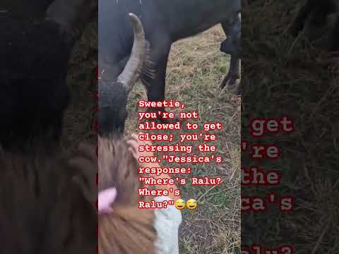 Little Farmer at 2 Years and 4 Months Who Adores Buffalo
