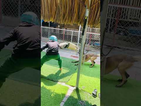Video Trường Huấn Luyện Chó Cảnh, Chó Nghiệp Vụ Hùng Cường