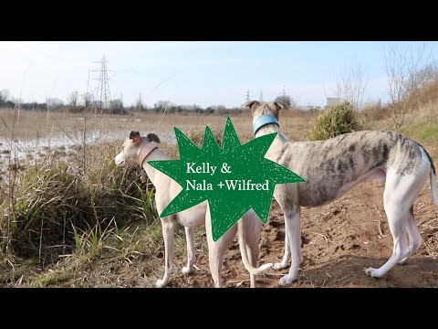 Ep. 3 - Kelly & Nala + Wilfred, exploring the human/animal connection (documentary)