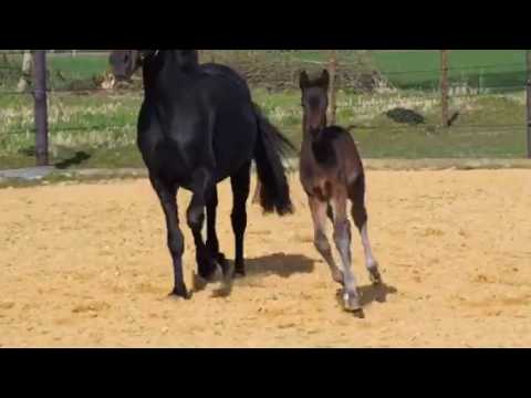 Stf Fürst Wilhelm x Don Schufro x Sandro Hit