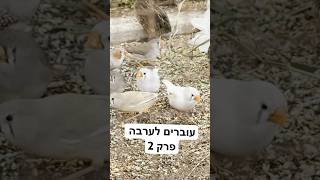 עוברים לערבה וצריכים להכין את כל בעלי החיים #ערבה #חיותמחמד #תוכים