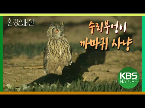 , title : '수달 먹다 남긴 물고기 먹는 삵! 환경스페셜 ‘겨울, 야생의 생존자’ / KBS 20110209 방송'