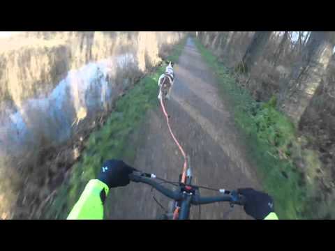 Dogsteptraining Torok 20160110 - 't Broek - Blaasveld