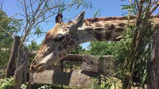 preview picture of video 'Bahari Zoo, Dar Es Salaam 2018.'