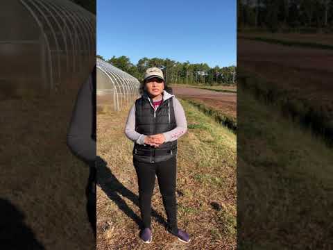 Cranberry Bog- at UMASS Cranberry Station- East Wareham, MA