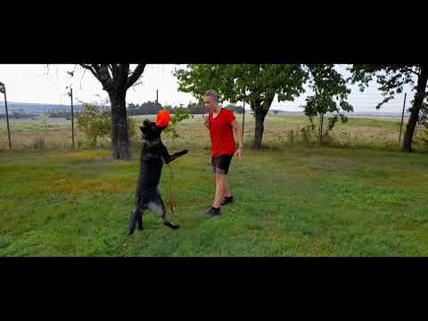 Ruby Rose Leryka - poslušnost 9/2020( 9 měsíců )