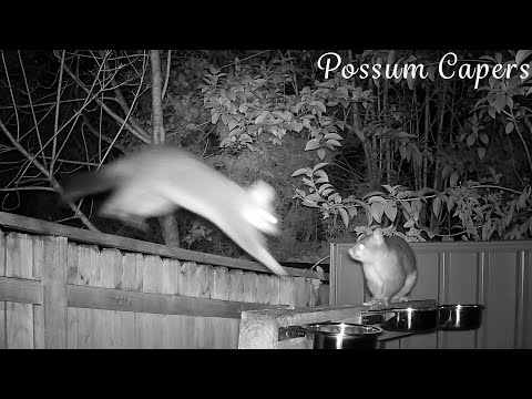 Raylene And Shy-Guy Are In Love