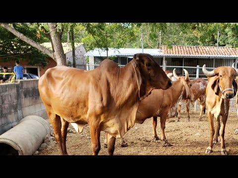 Corrales de Kevin Romero, Santa Rosa de Lima, La Unión, El Salvador.
