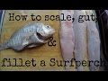 How to scale, gut, & fillet a Surfperch