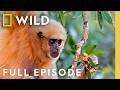Thailand S Wild Creatures Full Episode The Living Edens Nat Geo Animals