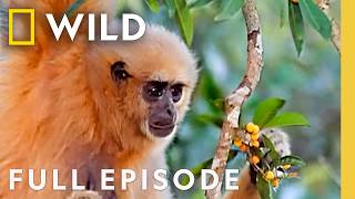 Download lagu Thailand's Wild Creatures (Full Episode) | The Living Edens | Nat Geo Animals mp3