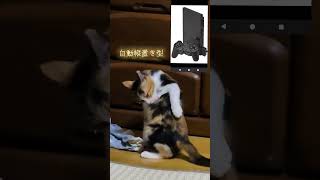 三毛の子猫ファミリー計画その23  新型プレイステーション？😳😺 #猫のいる暮らし #三毛猫 #保護猫 #子ネコ #ニャンキー #cat ＃プレイステーション