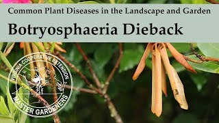 Botryosphaeria Dieback - Common Plant Diseases in the Landscape and Garden