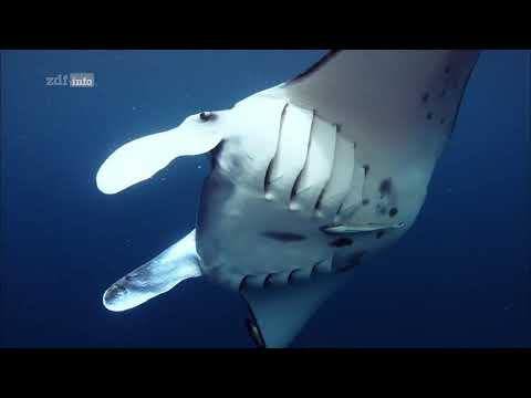 ZDF Doku - Big Pacific 4/4 - Der gierige Ozean