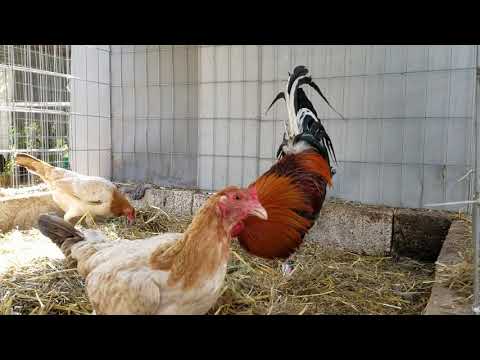 Corral # 20 Round Head