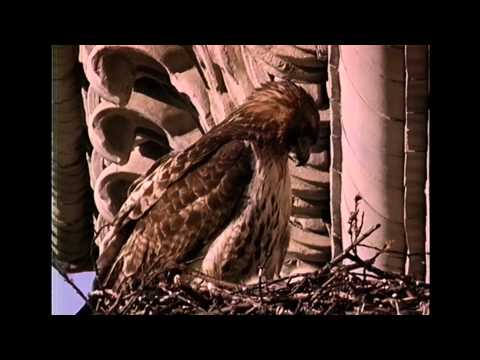 The Legend of Pale Male