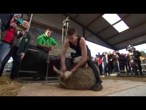 image-How fast does a sheep run?