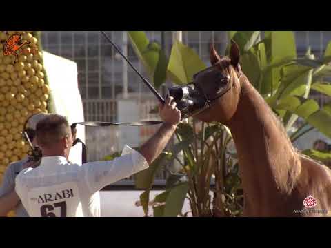 N 67 VALENTINO'S ANGEL MI   2020 Menton Mediterranean and Arab Countries Arabian Horse Championship
