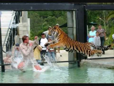 TIGER ATTACKS MAN (18+) ONLY
