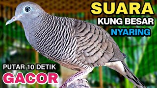 Download lagu Perkutut Lokal Gacor Suara Kung Besar Pancingan Burung Perkutut Agar Bunyi. mp3