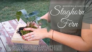Staghorn Fern | Mounting & Care