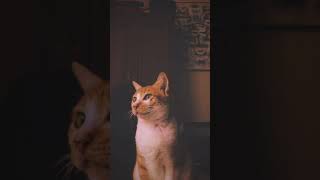 Download lagu PRESET STORY WA KUCING GALAU MIKIN DOI:) mp3 Download lagu PRESET STORY WA KUCING GALAU MIKIN DOI:) mp3