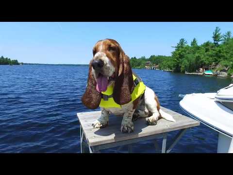 basset hound swimming!