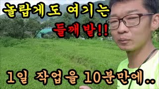 선택성제초제로 들깨는살리고 풀은 죽이는 작업을 해보았습니다